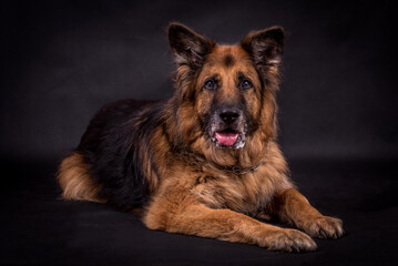 portrait of very old Long Hair German Shepherd Dog