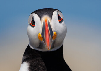 An Atlantic Puffin off the Coast of Maine 