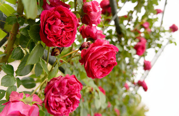 赤い薔薇