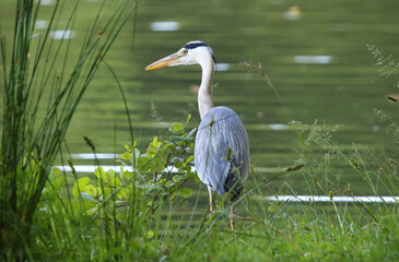 Heron cendre 