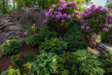 Fototapeta na wymiar Rhododendron blooming in a shade garden