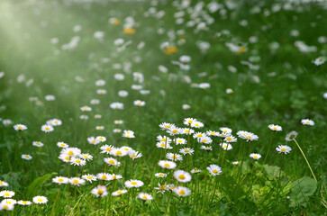 Meadow with blooming white daisies in sunny summer day. Free copy space © Mariana