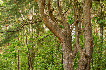 stara sosna z bliska 