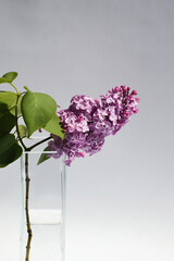 a branch of lilac. small purple flowers in a vase. background for the design. color of the year very peri