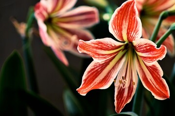 Fiore bianco e rosso,  amaryllidaceae