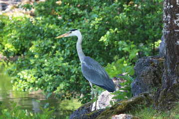 heron cendre 