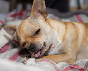 Closeup of a tan chihuahua chewing a natural rawhide.