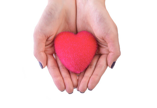 Toy heart in female hands isolated on white background.