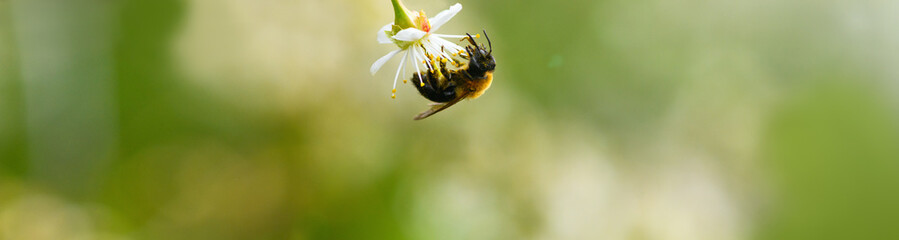 Bee and flower. Close-up of a large bee on a cherry blossom collecting pollen upside down on a...
