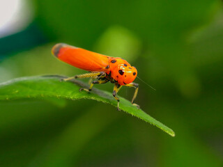 Macro of Insect on green leaf