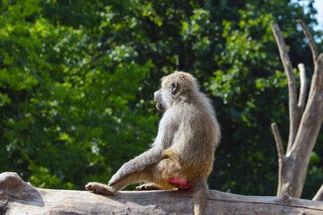 A monkey is sitting on a tree. Wildlife.