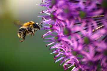 Hummel im Lauch
