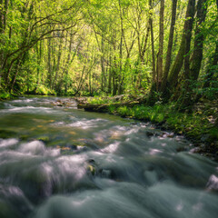 Obraz premium Spring light illuminates the forests and the river