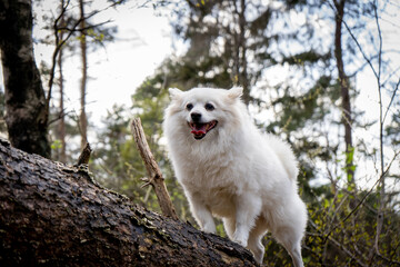Portrait dog in the forest 