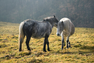 Fototapeta premium Two Galician breed mares play affectionately in a pasture