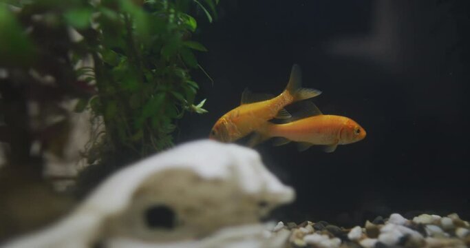 Close up view of two fishes swimming in the fish tank