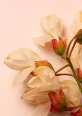 White acacia flowers on a white background