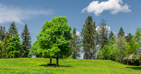 Bergbrunnen unter einem Ahornbaum im Bregenzer Wald