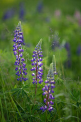 Photo of a bush of violet lupines in a meadow.