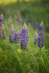 Photo of a bush of violet lupines in a meadow.