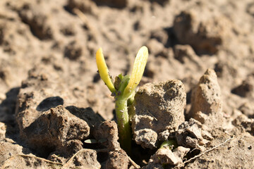 Fototapeta premium A close-up of a sprouted bean above the ground in a vegetable garden.