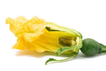small pumpkin and blossom isolated on a white background