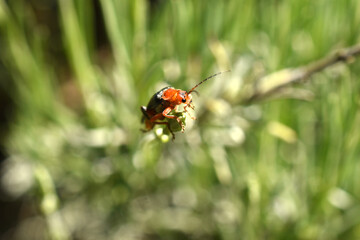 Firefighter beetle looks up while sitting on the grass.