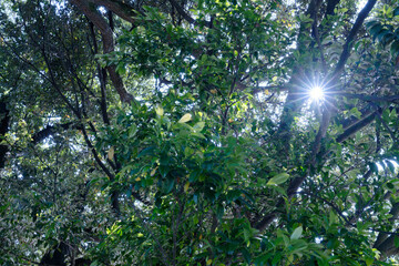 光が差し込む樹木