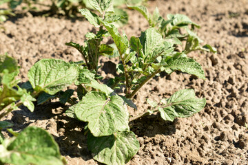 Green shoots of potatoes in the garden.