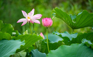 Lotus flower plants in garden pond