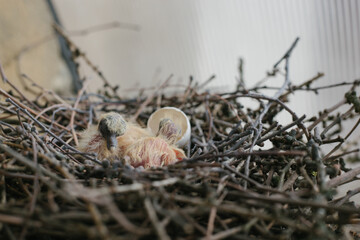 birds in nest