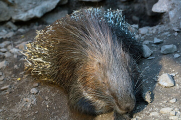 The porcupine lies on the ground and basks in the sun. Porcupines are large rodents with sharp spines or quills that protect them from predators.