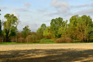 Natural landscape of the edge of the forest and trees on the horizon.
