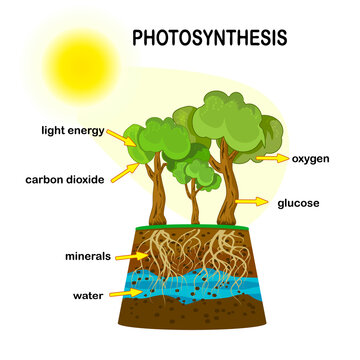 Photosynthesis diagram. Process of plant produce oxygen. Potosynthesis process labelled. science Education botany poster. Photosynthesis process poster with plant, text and arrows. Vector illustration