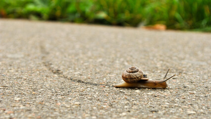 environmentally friendly snail crawling on the road