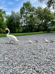 Swan family. Baby swans walking in a row. 