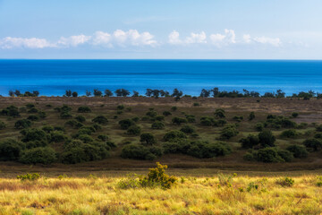 The Savanna wildlife with a seascape background , on Sumba island