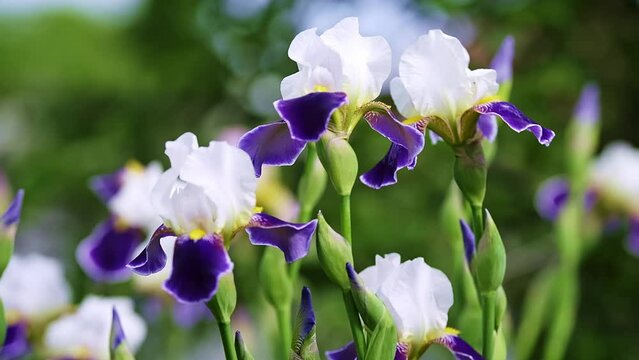 A bunch of beautiful violet iris flowers are swaying in the wind.