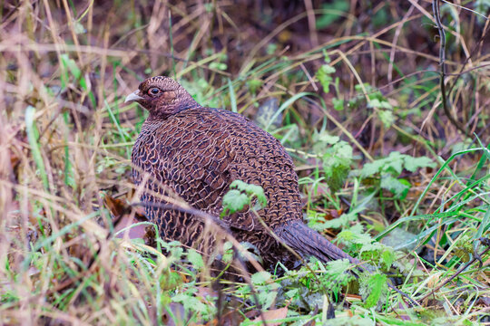 A dark female melanistic mutant common pheasant hen hidden in undergrowth
