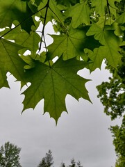 green maple leaves
