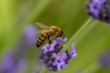 macro d'abeille butinant la lavande