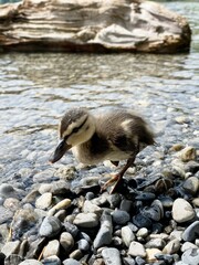 Mallard, wild duck and ducklings, baby ducks on a lake. 