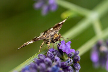 noctuelle