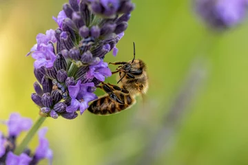 Fotobehang macro d'abeille butinant la lavande © Pascal Cointe