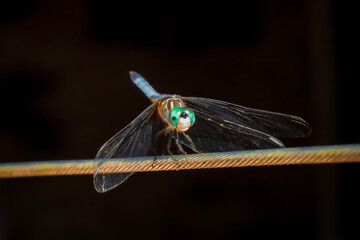 Incredible close up detail of a green dragonfly perched on a wire.