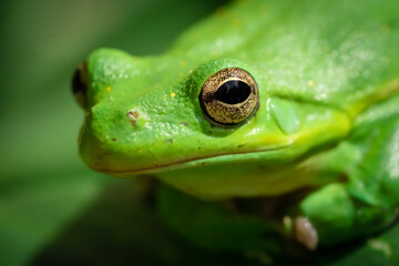 Close up detail of green frog with gold eyes