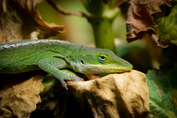 Naklejka na ściany i meble Incredible detail of green lizard resting on decaying leaf