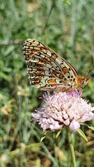 papillon