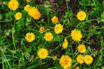 Dandelion (Latin Taraxacum) is a genus of perennial herbaceous plants of the Asteraceae family. Yellow wildflowers in the countryside.
