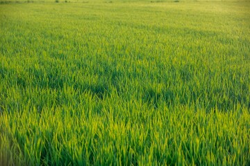 Rice fields at sunset in Comporta, Portugal